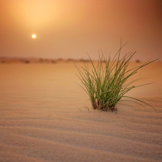 Arabian Desert