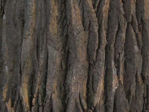 Bark Free Texture