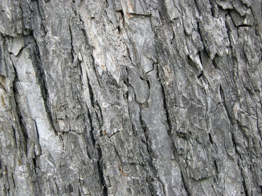 Bark Texture