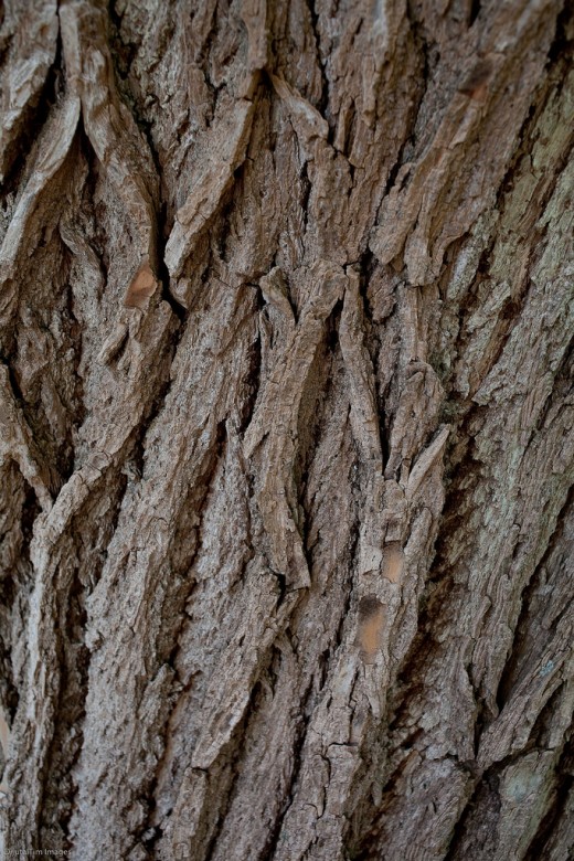 Bark Texture Library