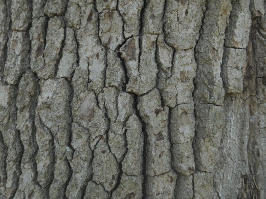 Bark Texture by Orangen Stock