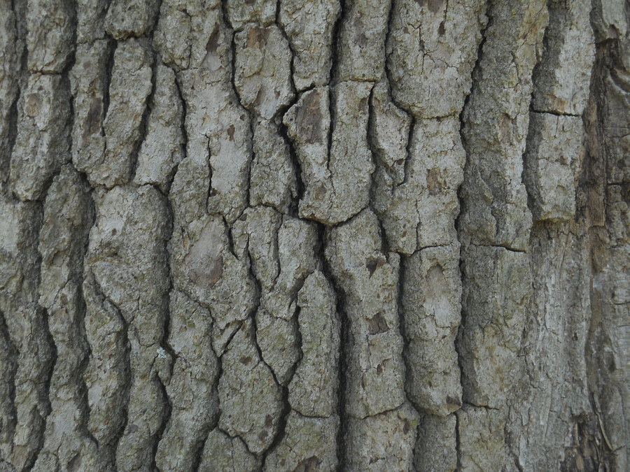 Bark Texture by Orangen Stock