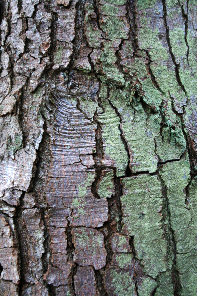 Bark Texture by Rutthenut