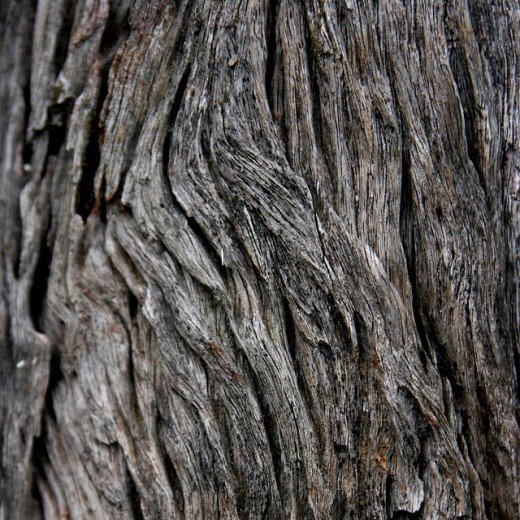 Bark Textures by Chrstopher