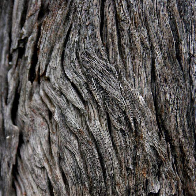 Bark Textures by Chrstopher