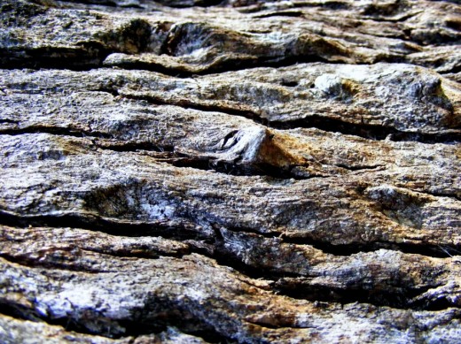 Bark Textures by Dontheunsane