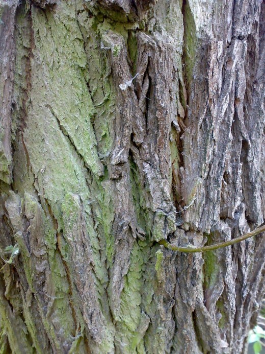 Bark by Opasto