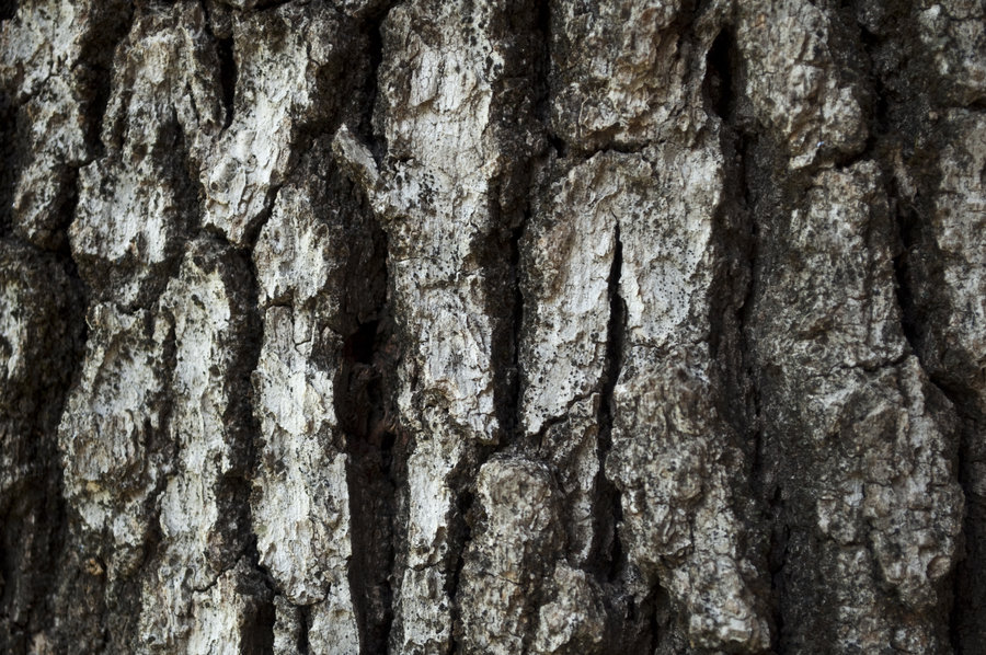 Bark by Stock Pics Textures