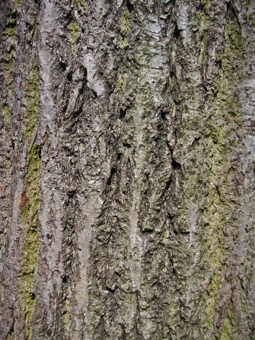Bark by jaqx Textures