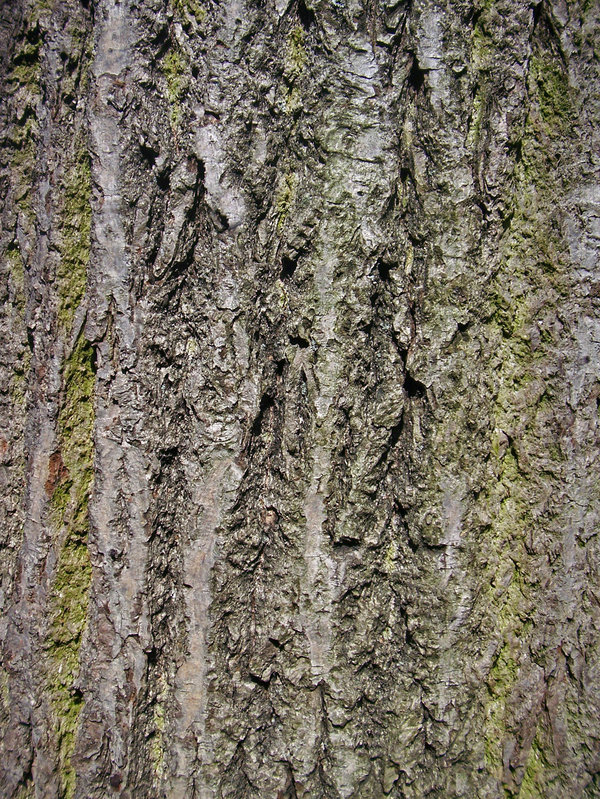 Bark by jaqx Textures