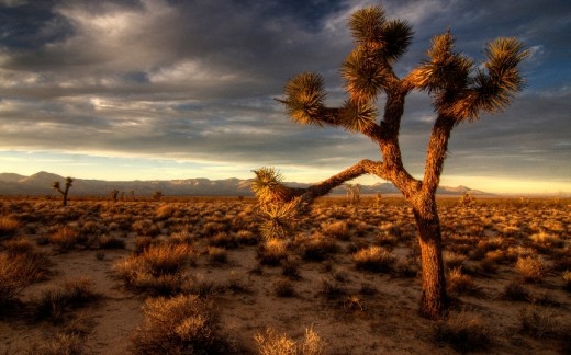 Beautiful Desert Wallpapers