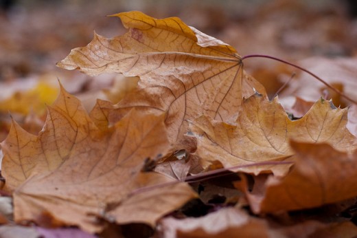 Close-up of autumn leaves fallen to the ground