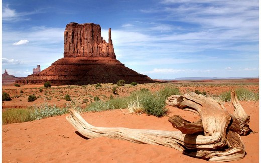 Desert Driftwood