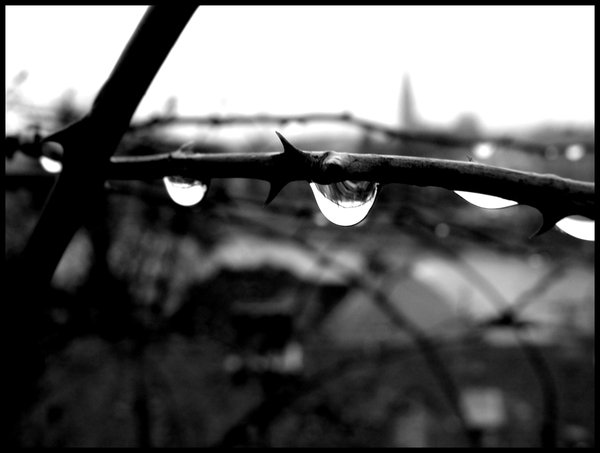 Drops on thorns