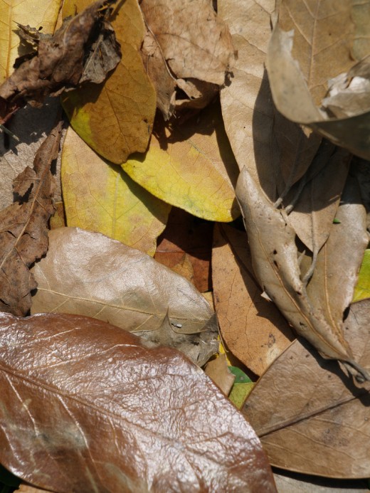 Dry Leaf Texture