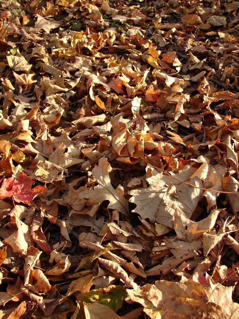 Fallen Autumn Leaves Texture