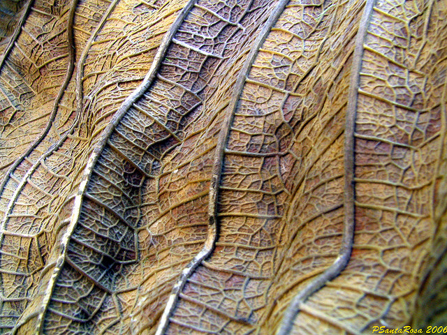 Folha Seca Dry Leaf