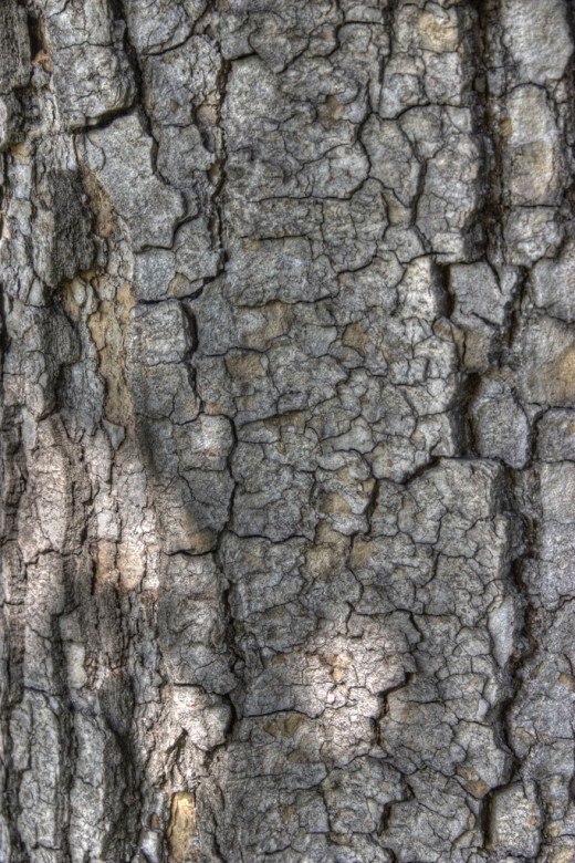 Free HDR Tree Bark Texture