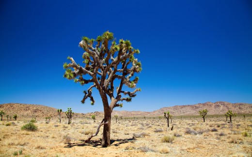 Joshua Tree