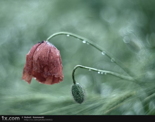 Poppy rain