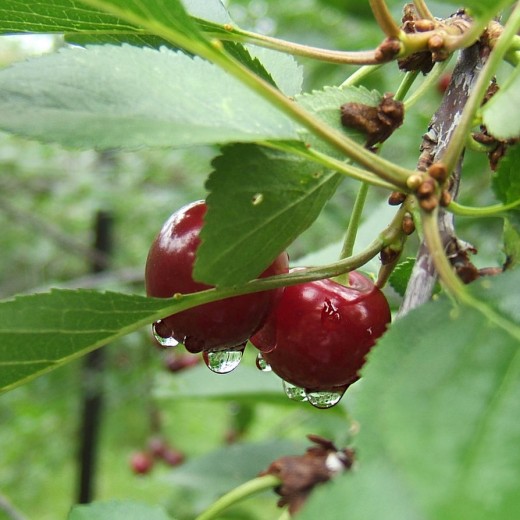 Rain Drops Cherries