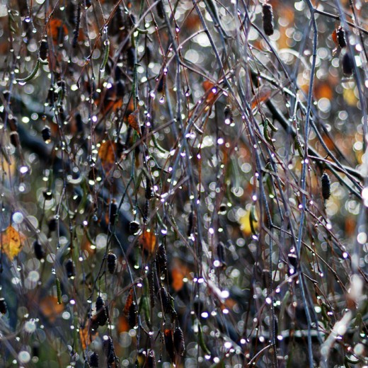 Rain Drops by Augenweide