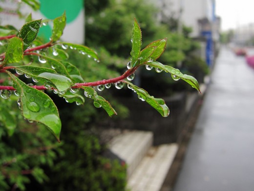 Rain Drops by Ototadana