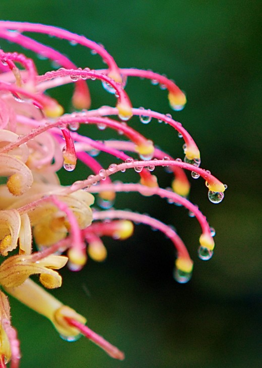 Rain-drops on Grevillea