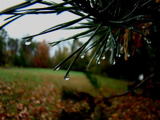 Rain drops on Pine