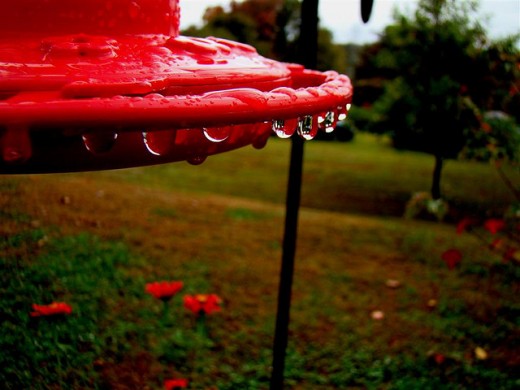 Rain drops on feeder