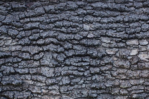 Red Oak Bark texture for layer