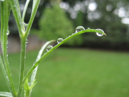 Spring Raindrops