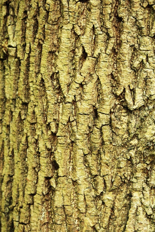 Texture Bark