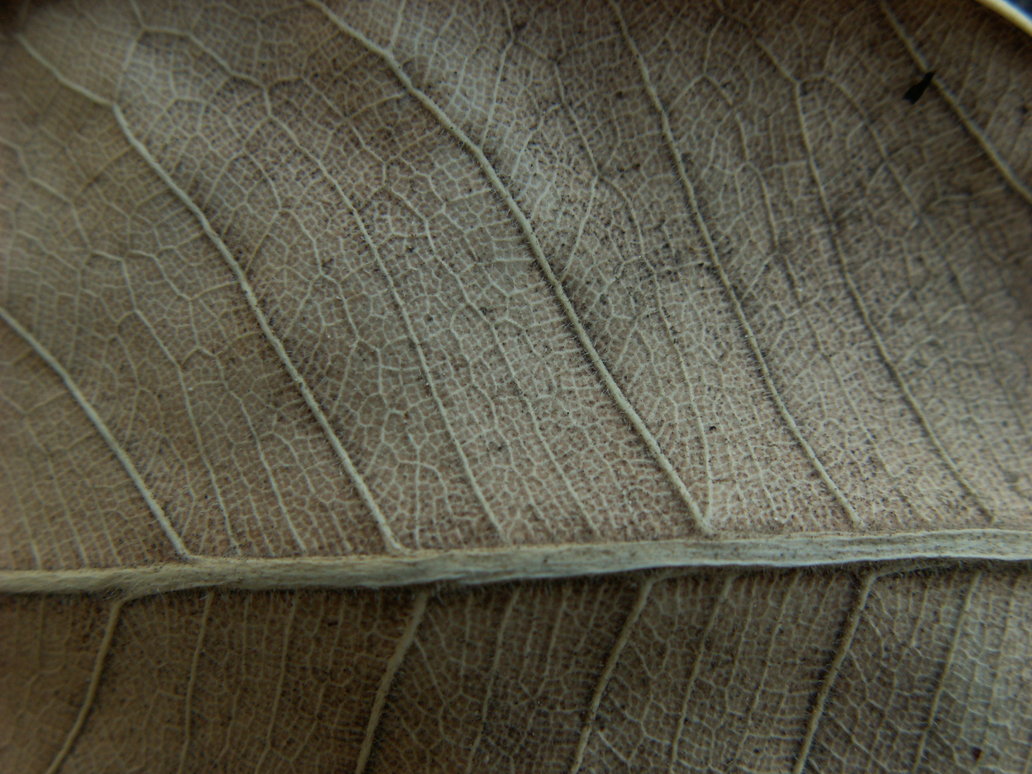 Texture Dry Leaf