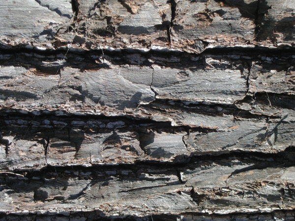 Texture Tree Bark