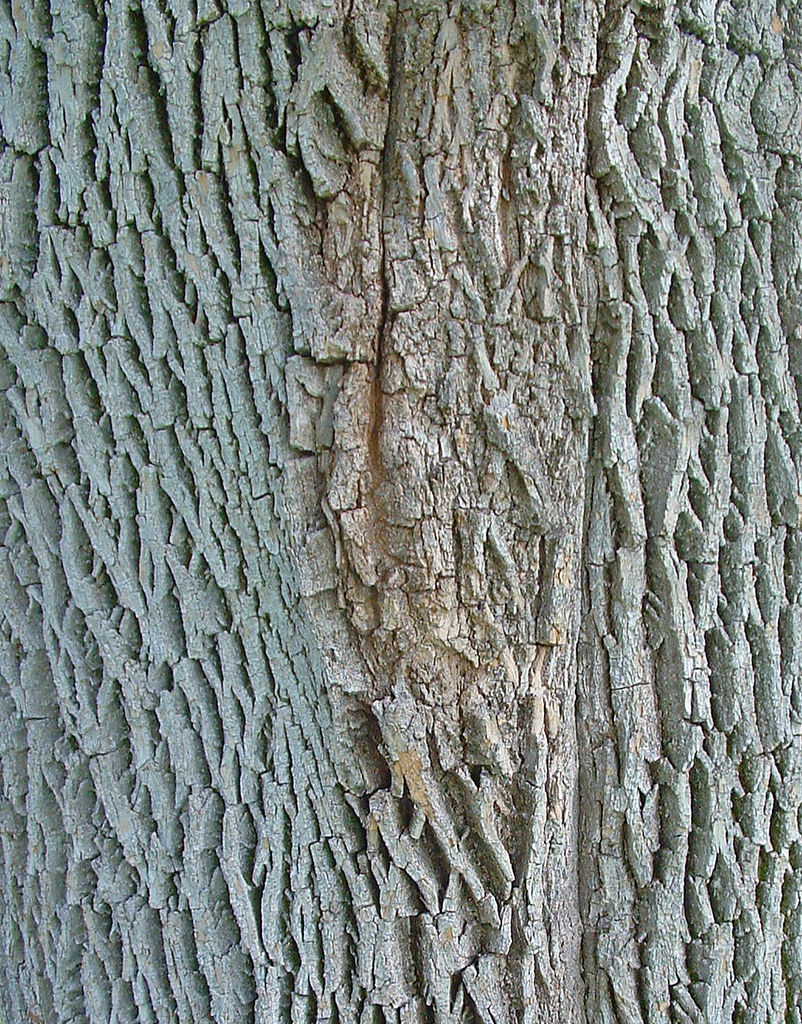 Tree Bark by Sbpoet
