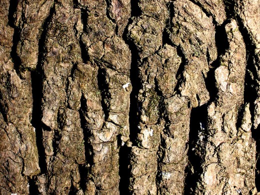 Tree bark by Form Function